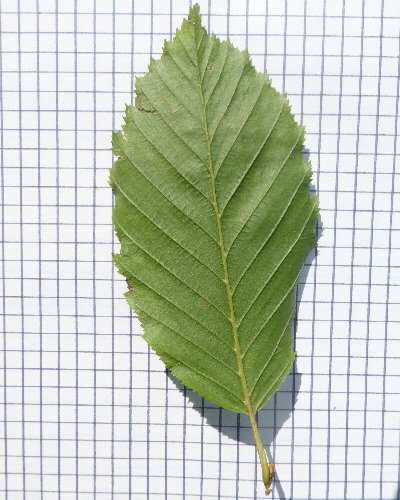 13 Blatt unten