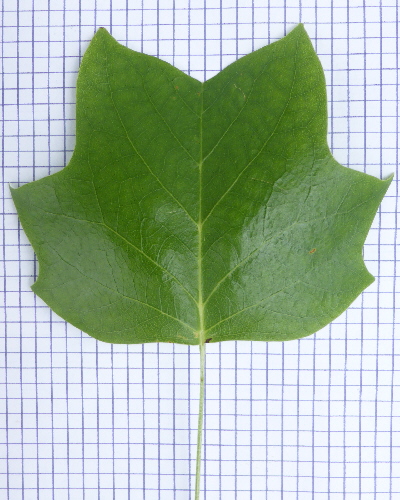 33 Blatt oben