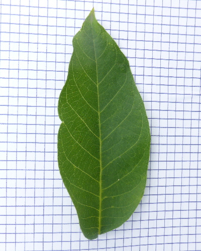 61 Blatt oben