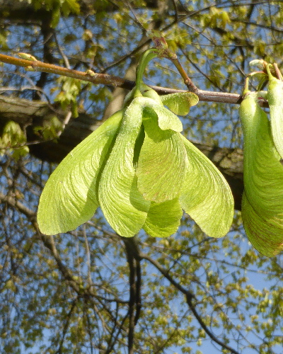 05 Frucht