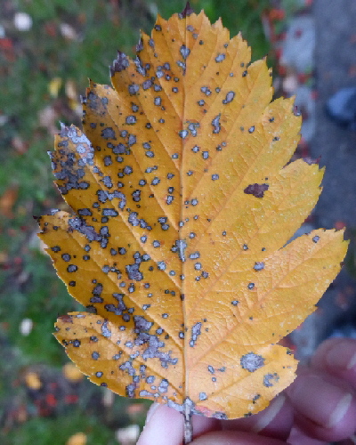 48 Blatt im Herbst