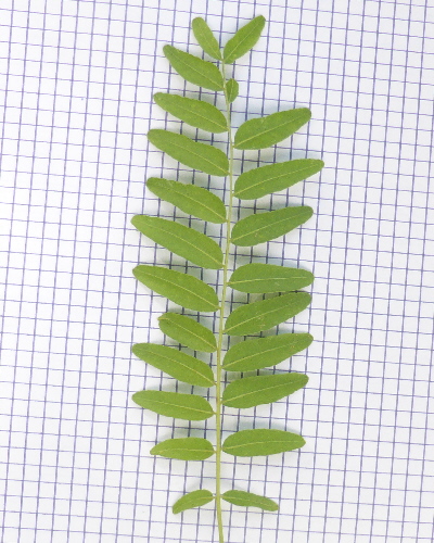 26 Blatt unten