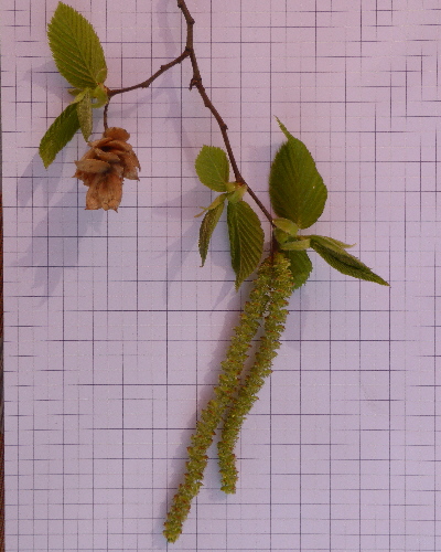 12 Blüte