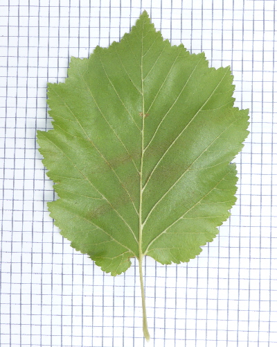 14 Blatt unten