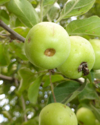 Frucht