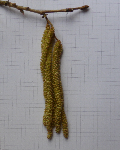 14 Blüte