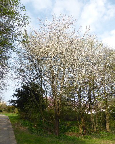 40 Frühling