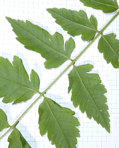 58 Blatt unten