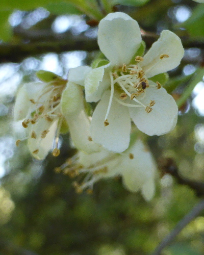 39 Blüte