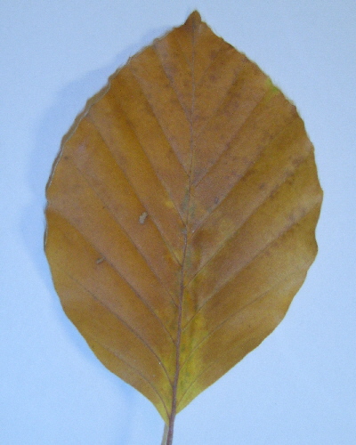 18 Herbstblatt