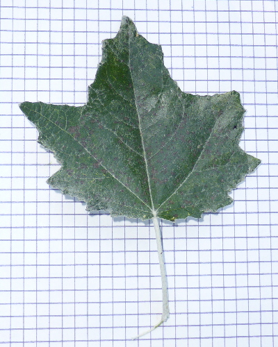 64 Blatt oben