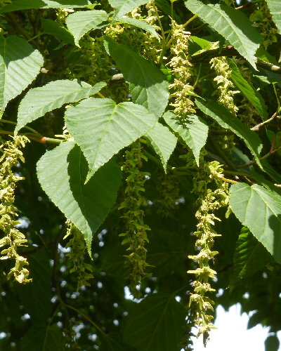 06 Blüten