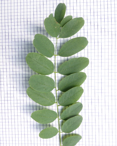 52 Blatt oben