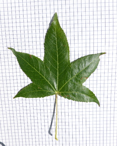 67 Blatt oben