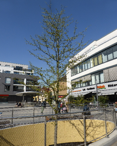 26 Frühling