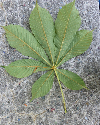 49 Blatt unten