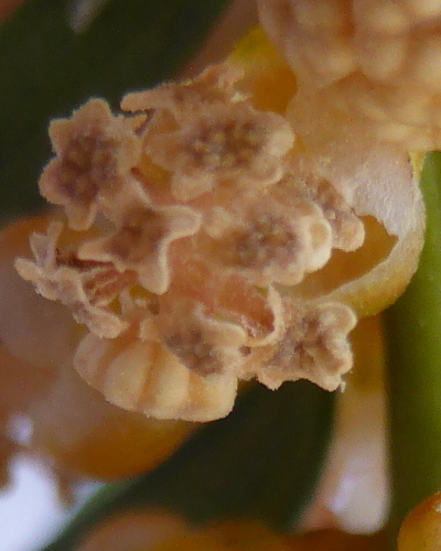 68 Blüte Makro