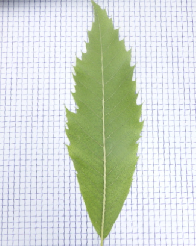24 Blatt unten