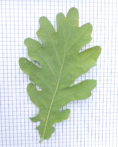19 Blatt unten