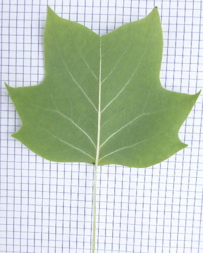 33 Blatt unten