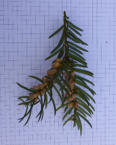 68 Blatt mit Blüte