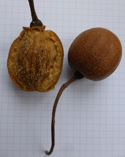 57 Frucht