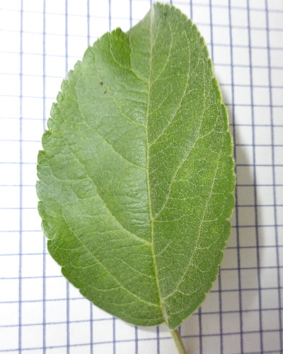 Blatt oben
