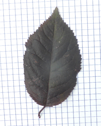 43 Blatt oben