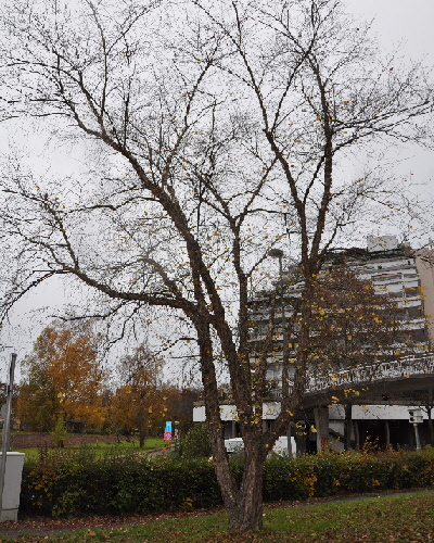 10 Herbst