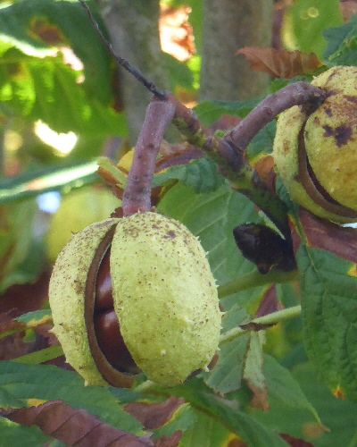 49 Frucht