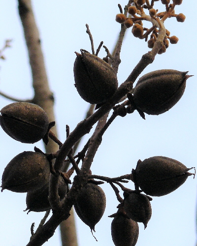 16 Frucht