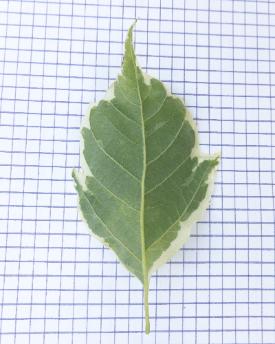 04 Blatt unten