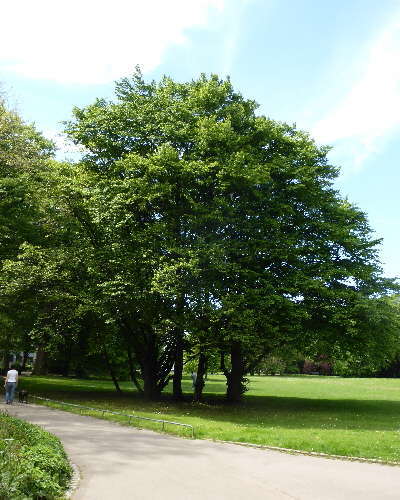 13 Sommer