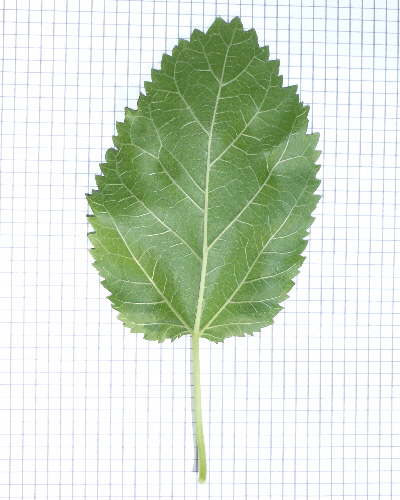 34 Blatt unten