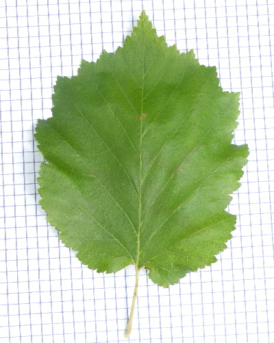 14 Blatt oben