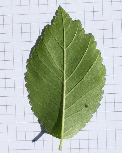 59 Blatt unten