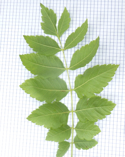 54 Blatt unten
