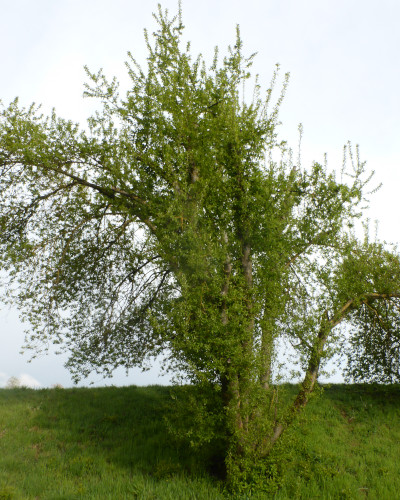 45 Frühling