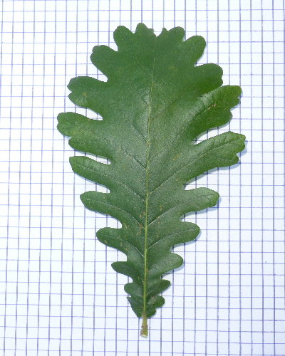 22 Blatt oben