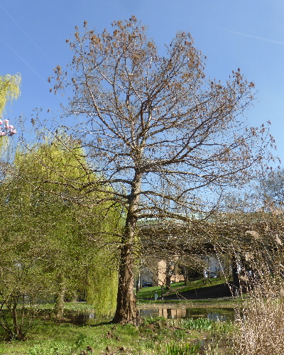 84 Frühling