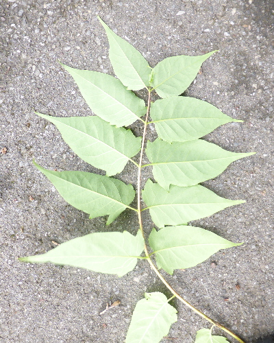 15 Blatt unten