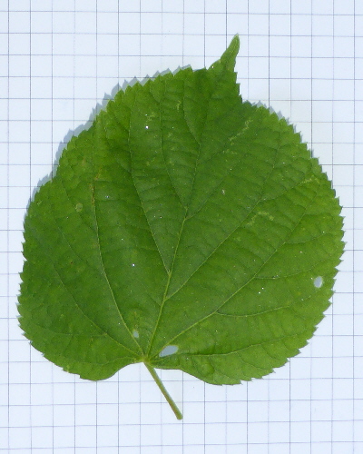 29 Blatt oben