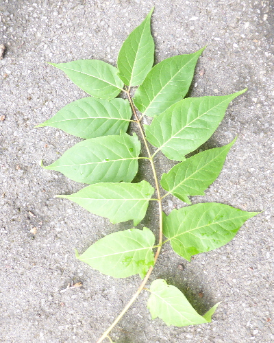 15 Blatt oben