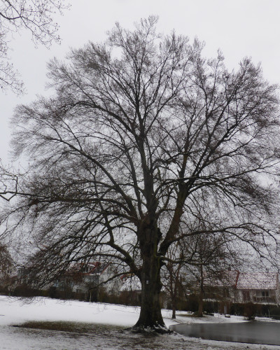 17 Winter