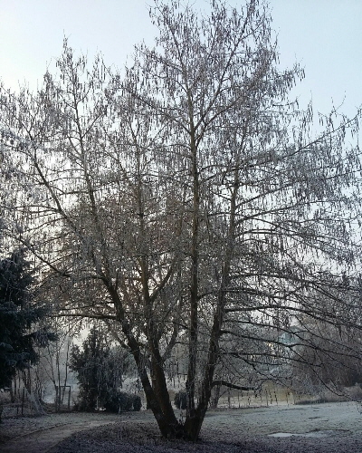 60 Winter