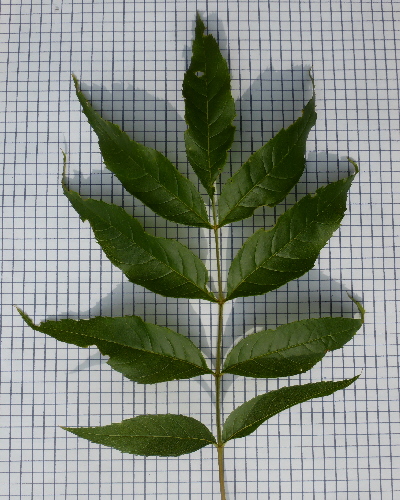 35 Blatt oben