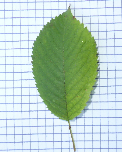 40 Blatt oben