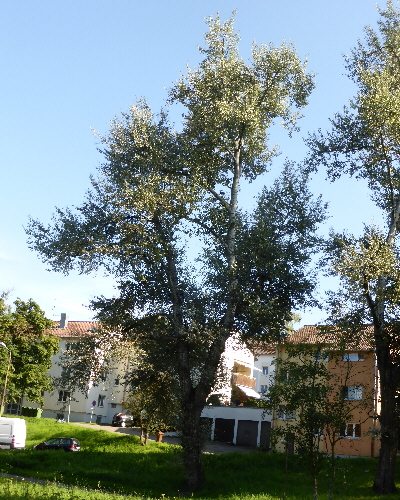 64 Sommer