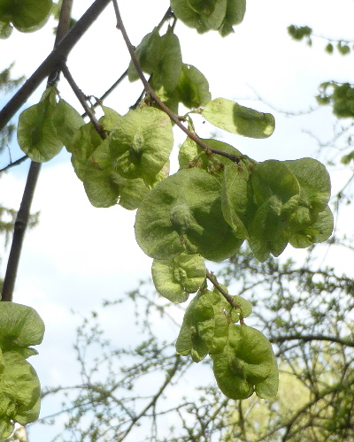 59 Frucht