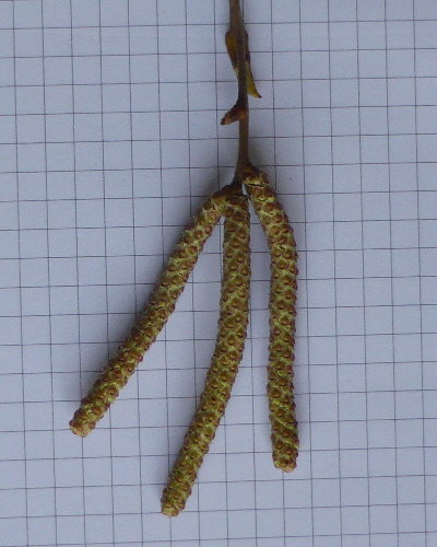 08 Blüte